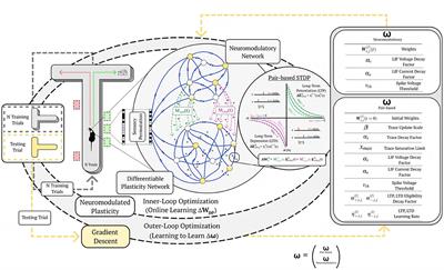 Meta-SpikePropamine: learning to learn with synaptic plasticity in spiking neural networks